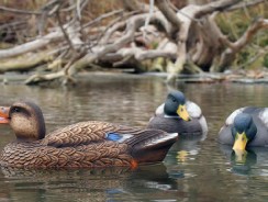 Best Duck Decoy – Rankings & Buying Guide