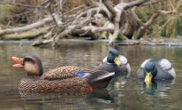 Best Duck Decoy – Rankings & Buying Guide