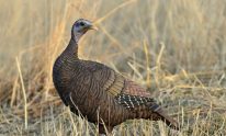 Best Turkey Decoy For The Money